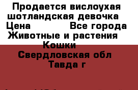 Продается вислоухая шотландская девочка › Цена ­ 8 500 - Все города Животные и растения » Кошки   . Свердловская обл.,Тавда г.